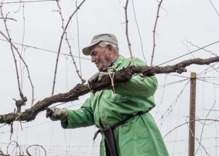 Vigneti storici a Bellussera